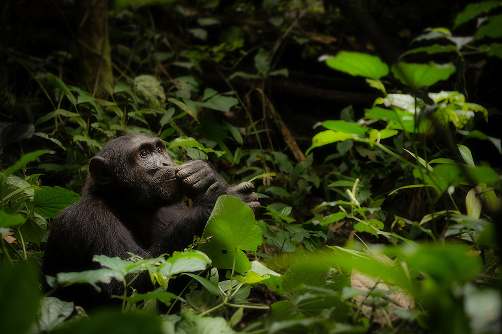 A outra face do macaco: a violência entre os chimpanzés