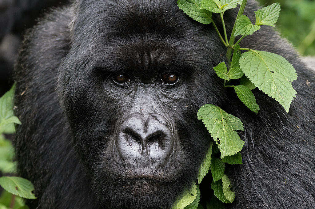 A outra face do macaco: a violência entre os chimpanzés