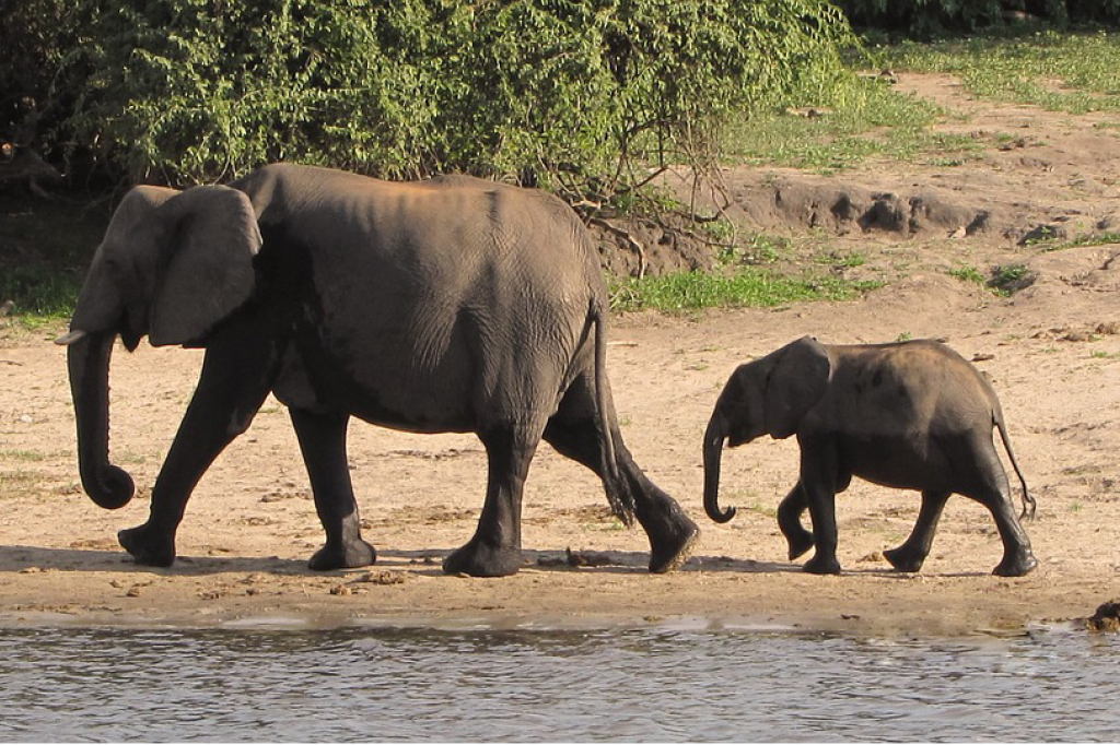 Por que animais da &Aacute;frica e da Am&eacute;rica do Sul s&atilde;o t&atilde;o diferentes?