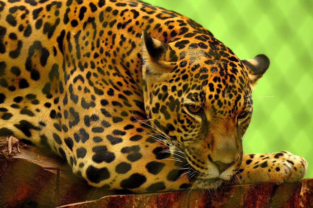 Por que animais da &Aacute;frica e da Am&eacute;rica do Sul s&atilde;o t&atilde;o diferentes?