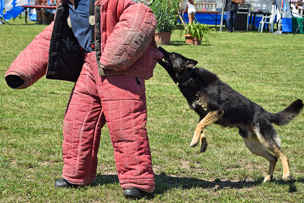 Como são treinados os cães policiais?