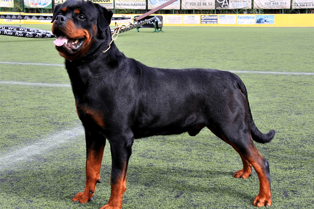 Como são treinados os cães policiais?