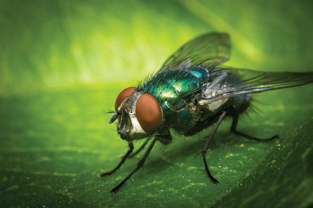 A mosca-varejeira é perigosa?