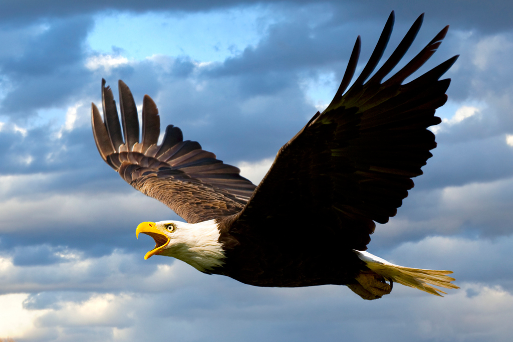 Aves de rapina: águia