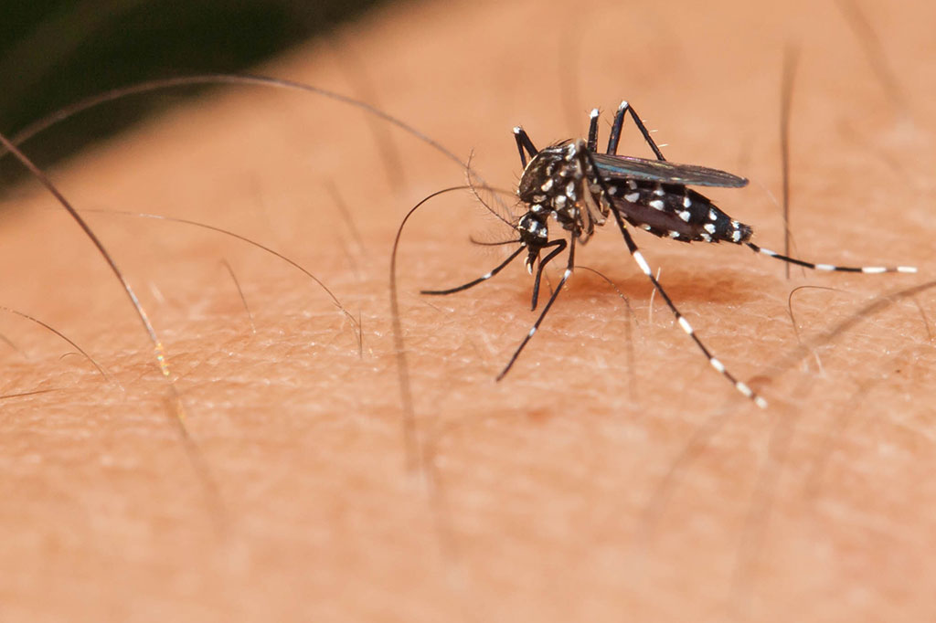 Qual é a diferença entre a dengue comum e a hemorrágica?