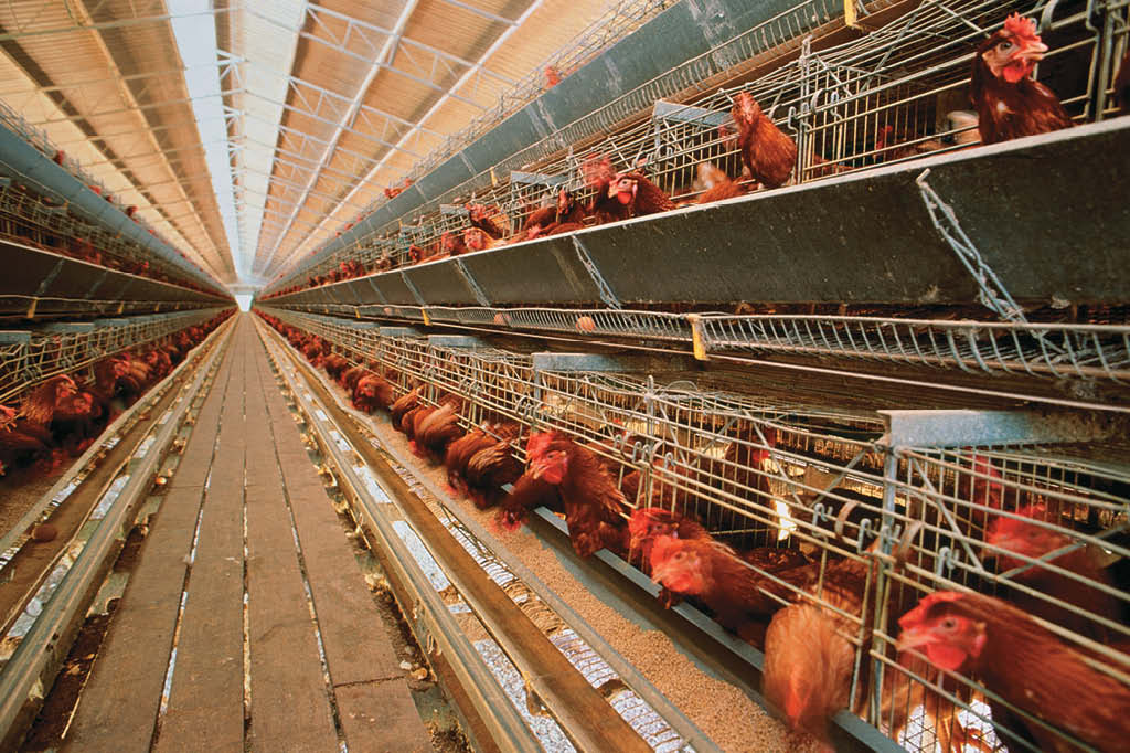 O espaço por galinha numa granja moderna é de 12x30 cm