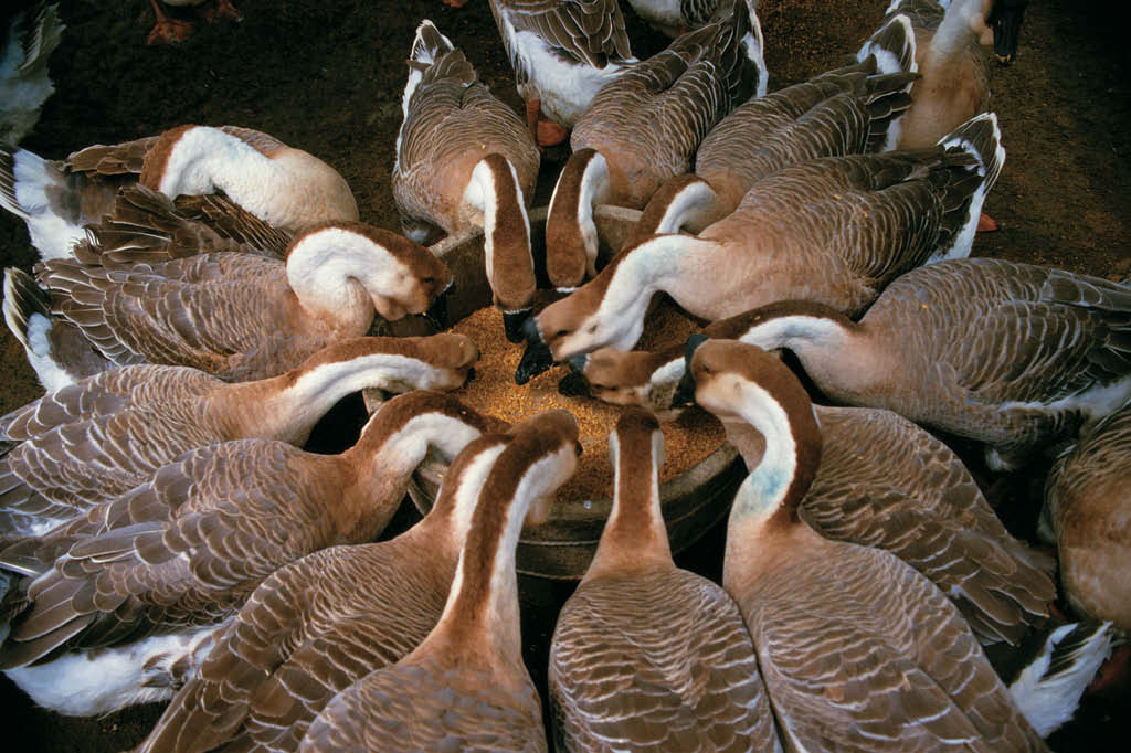 O patê foie gras é resultado da tortura dos gansos