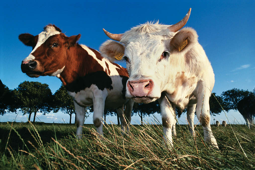 Há, no mundo, quase um bovino para cada quatro humanos. O rebanho mundial ocupa um quarto do território terrestre. Faz sentido?