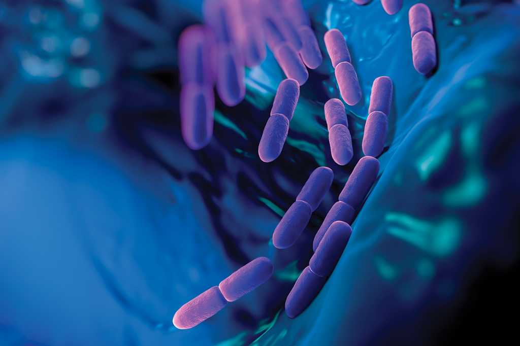 O que são os lactobacilos vivos?