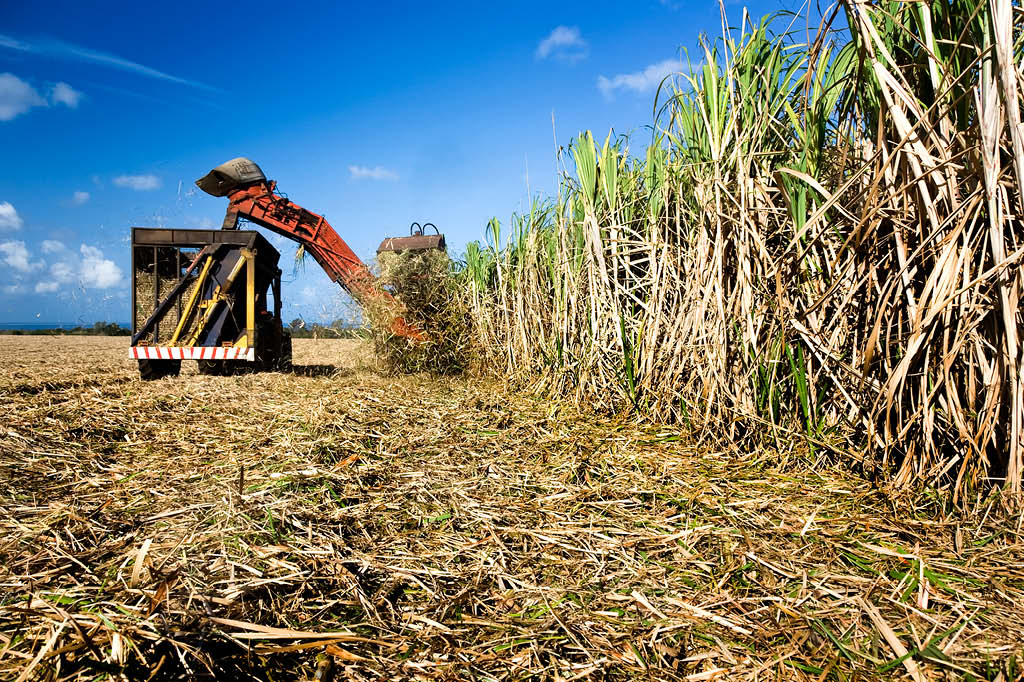 Da cana &agrave; caninha: colheita