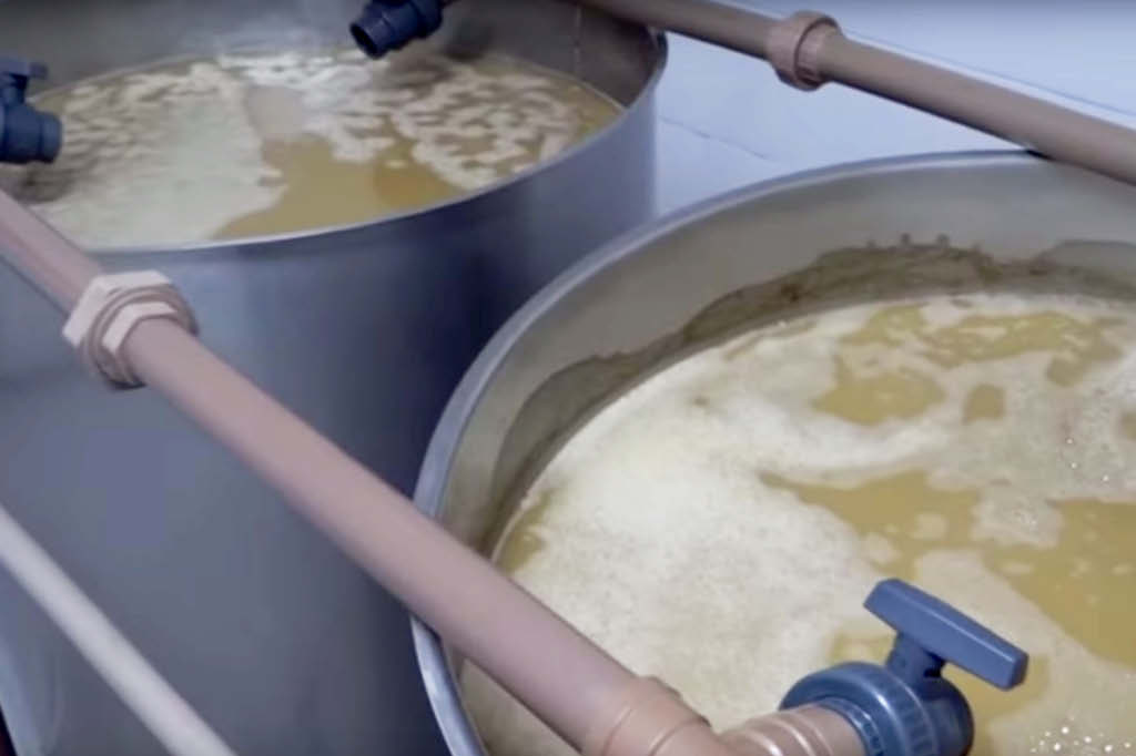 Da cana &agrave; caninha: fermenta&ccedil;&atilde;o