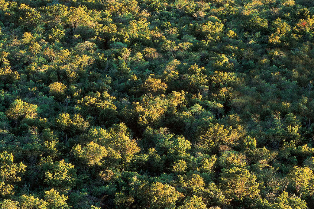 A vida da caatinga: deserto colorido
