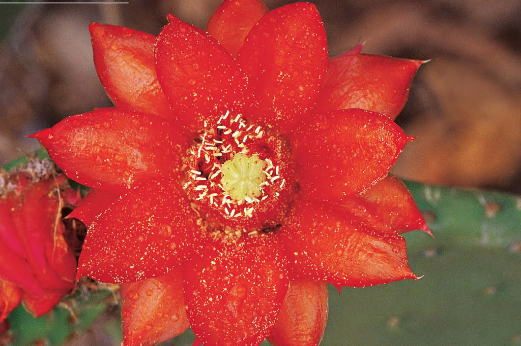 A vida da caatinga: inferno florido