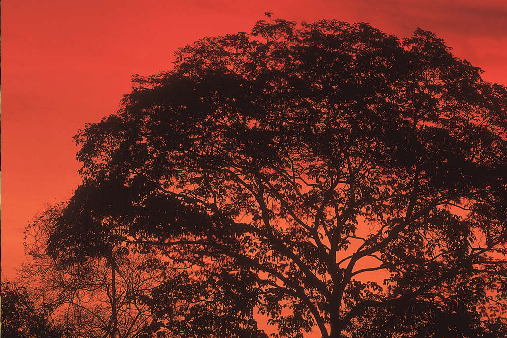 A vida da caatinga: paisagem rara