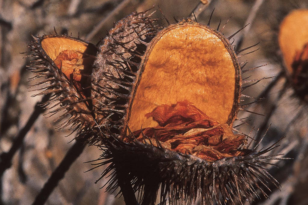 A vida da caatinga: planta esperta