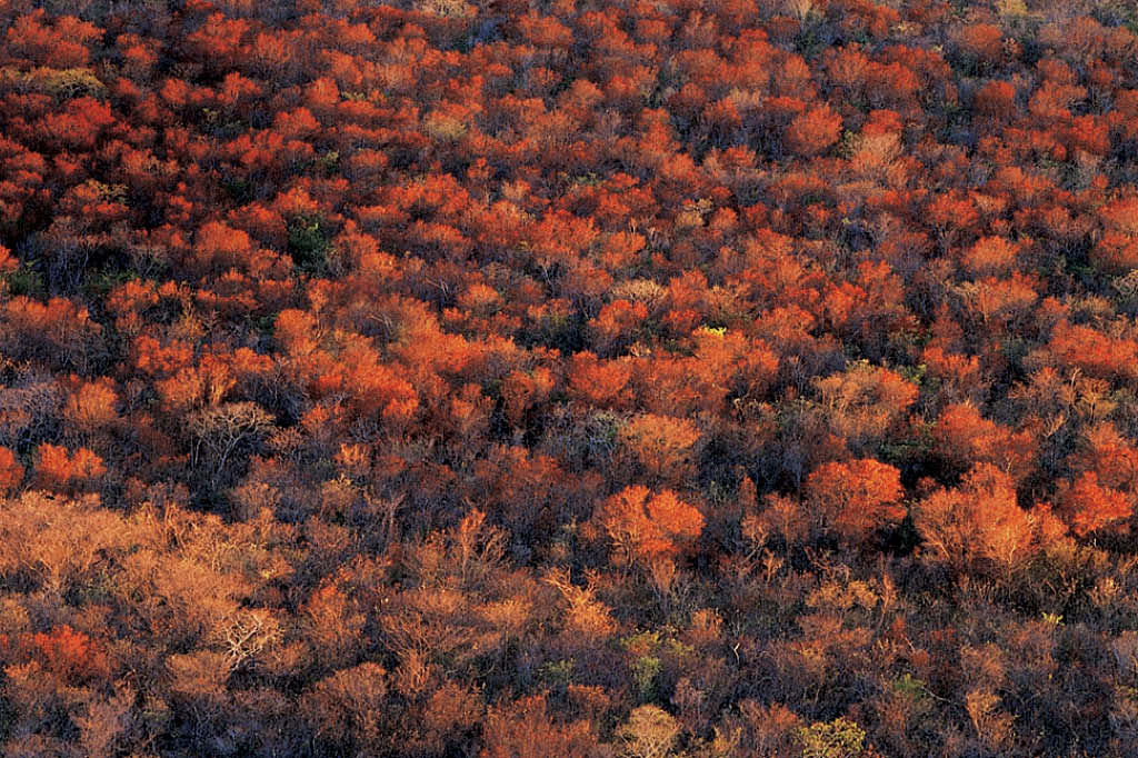 A vida da caatinga: santa chuva