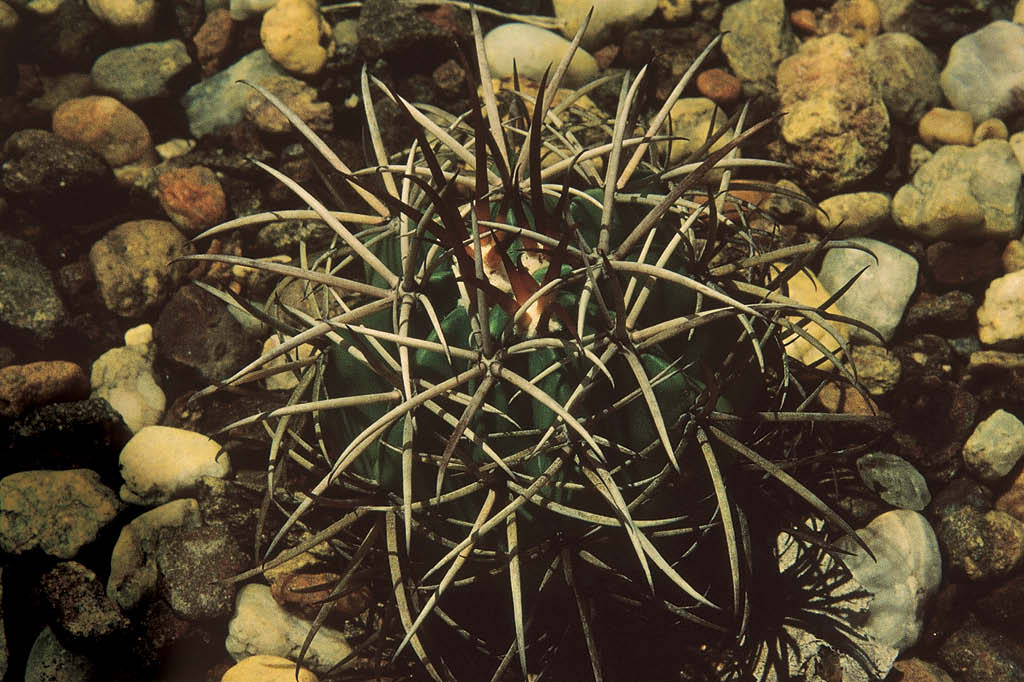 A vida da caatinga: situa&ccedil;&atilde;o espinhosa