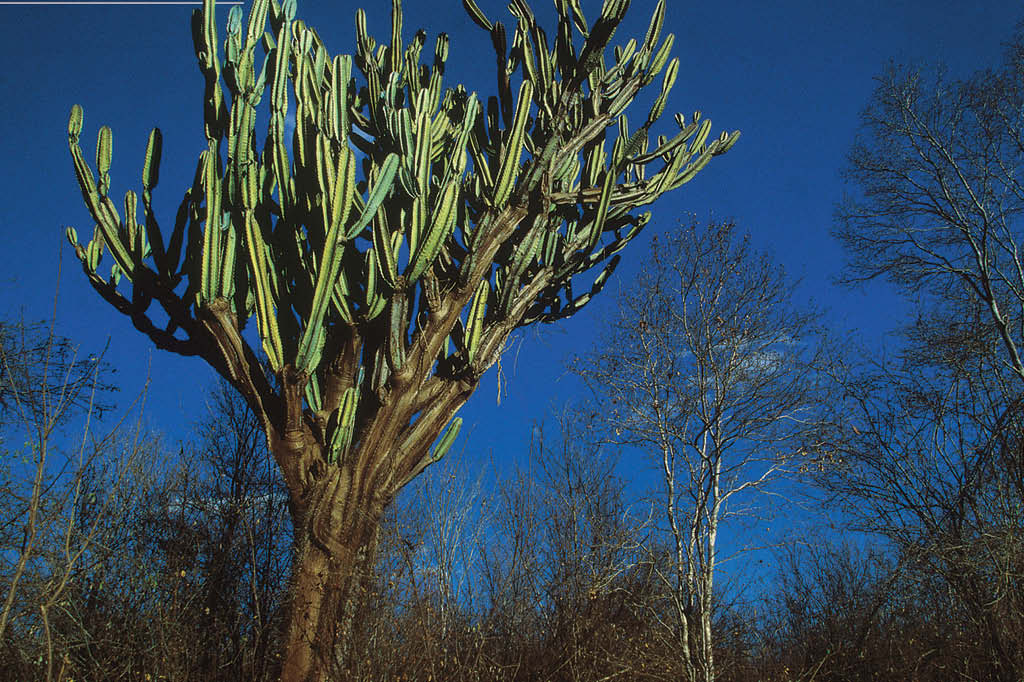 A vida da caatinga: s&oacute; no Brasil
