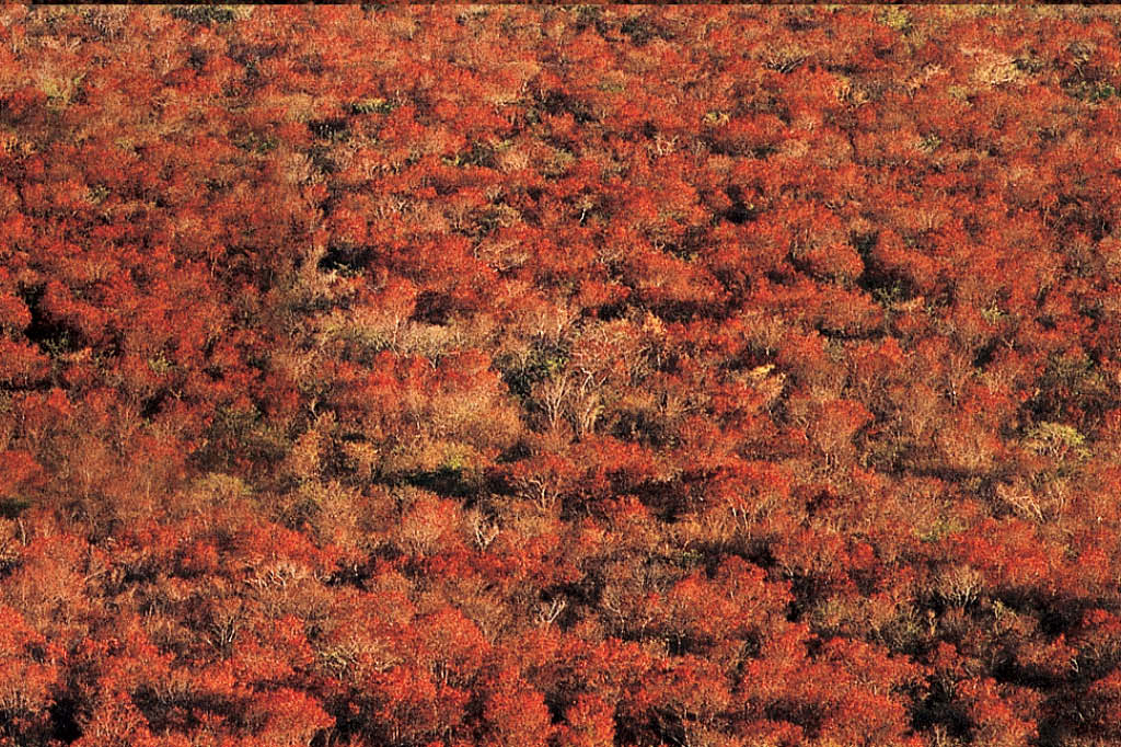 A vida da caatinga: vida na seca