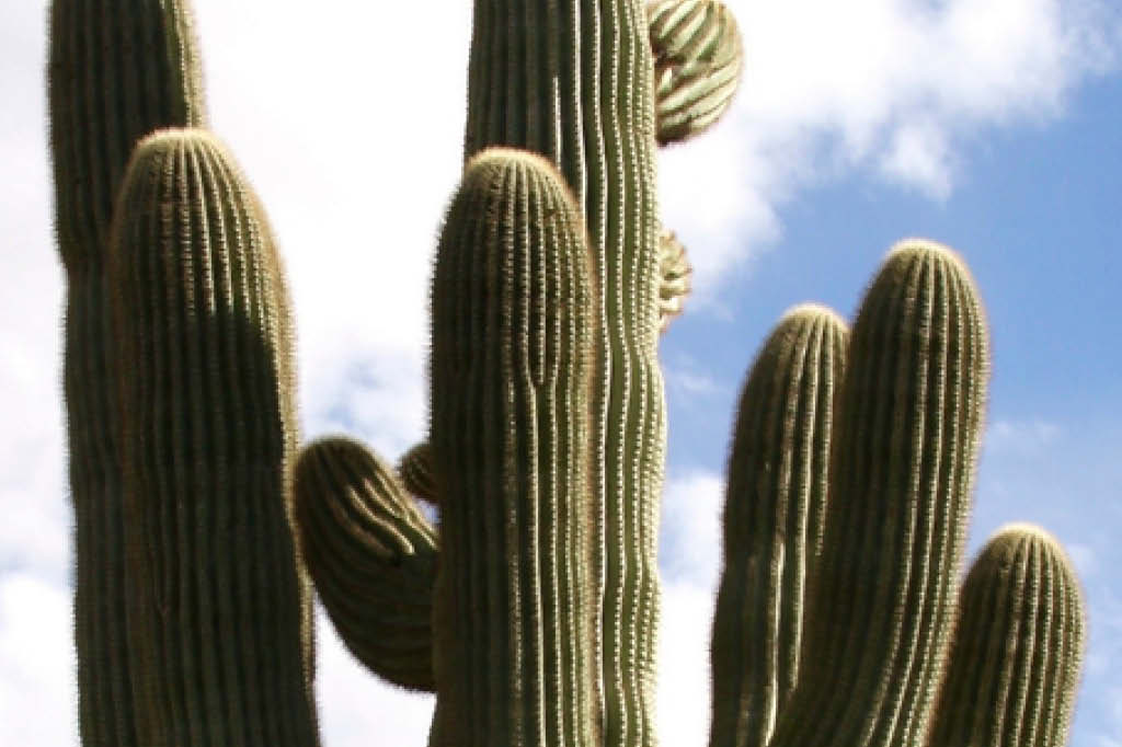 A vida da caatinga: vida noturna