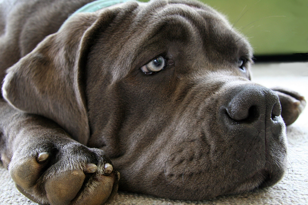 Matar cachorro é crime?