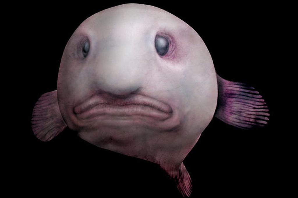 Blobfish