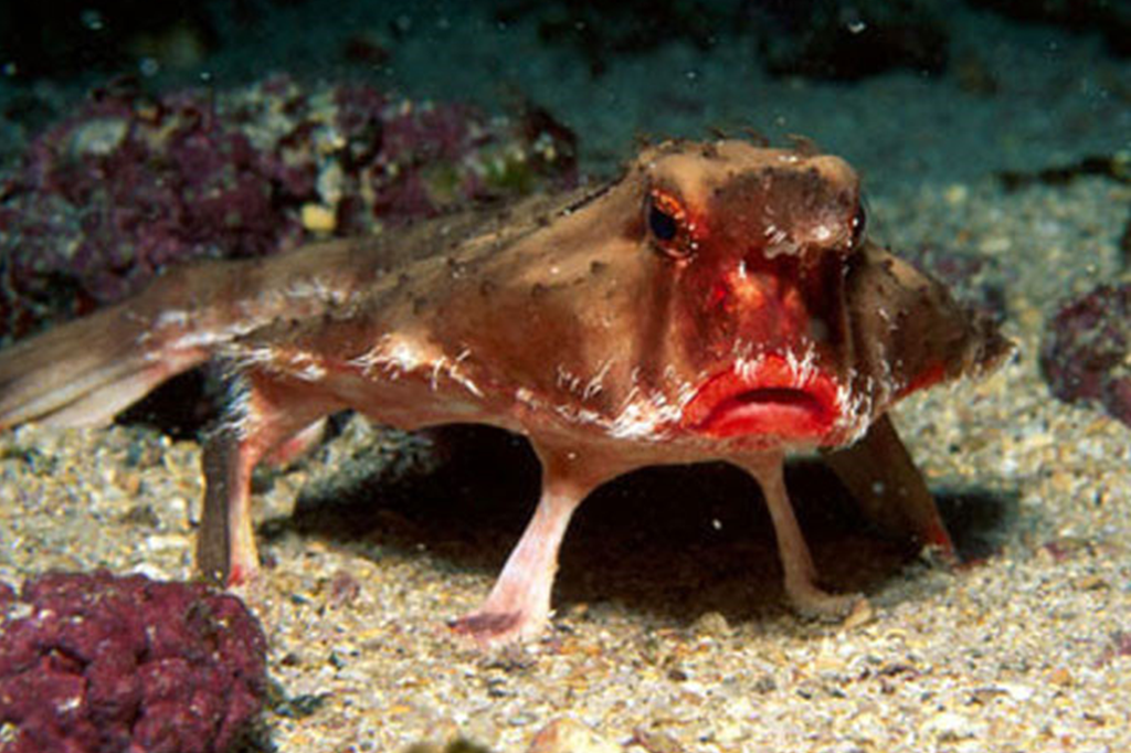 Peixe-morcego-de-lábios-vermelhos