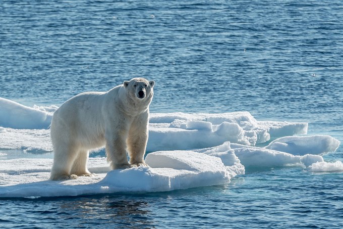 Por que não existe urso no Pólo Sul e pinguim no Pólo Norte?