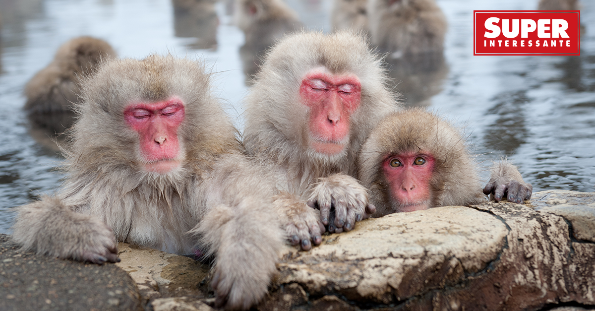 A dinâmica de macacos. Os humanos são uma espécie de primatas