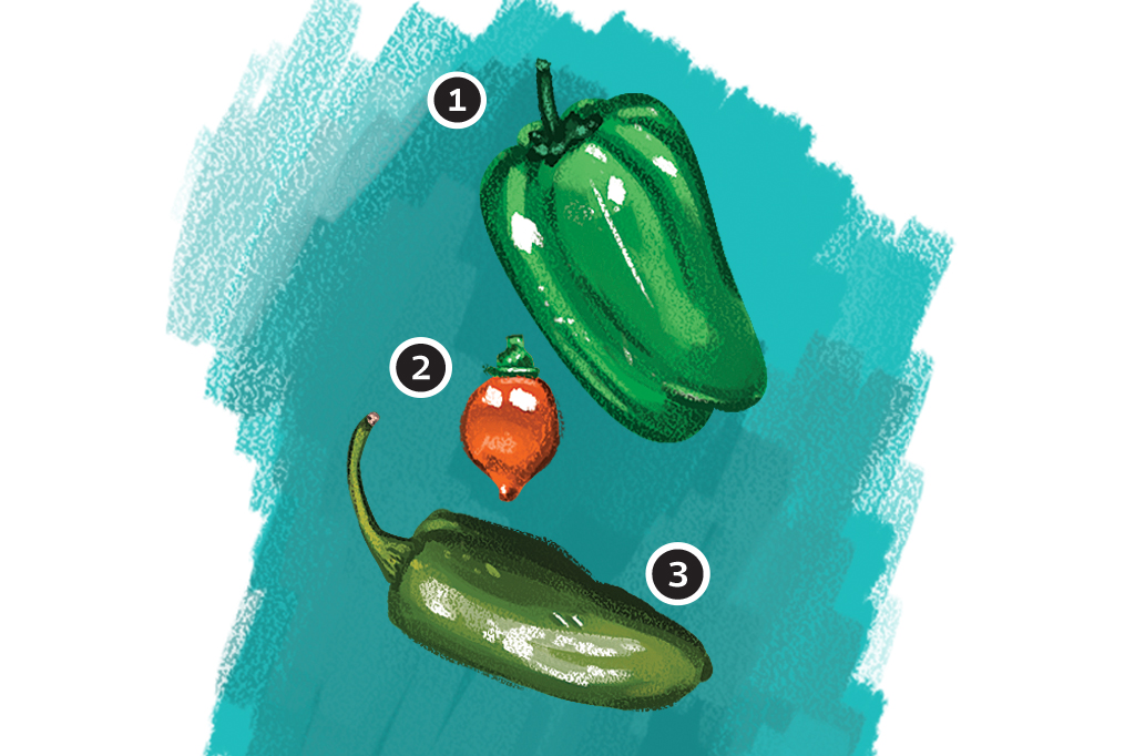 Por que pimenta arde? Por que pimenta arde?