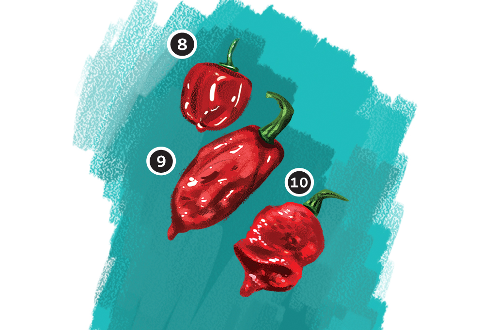 Por que pimenta arde? Por que pimenta arde?