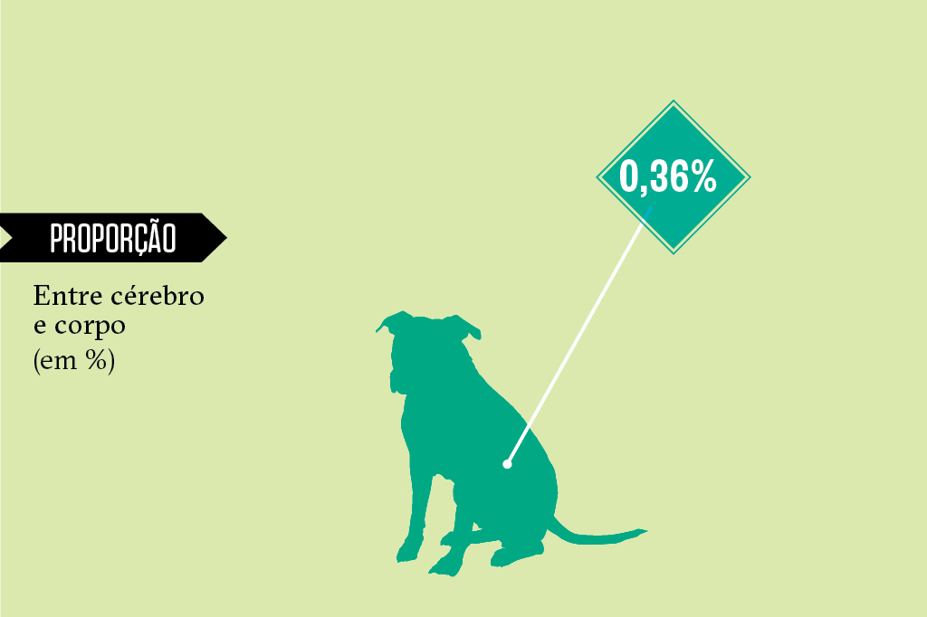 Animais superdotados: cachorro Animais superdotados: cachorro