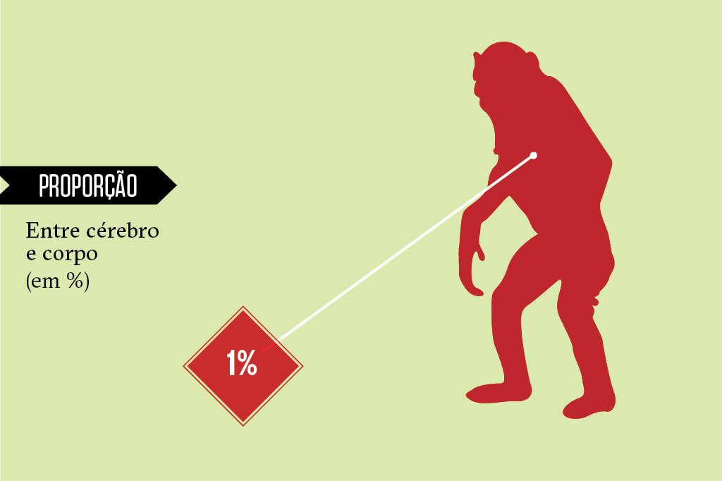 Animais superdotados: chimpanze Animais superdotados: chimpanze