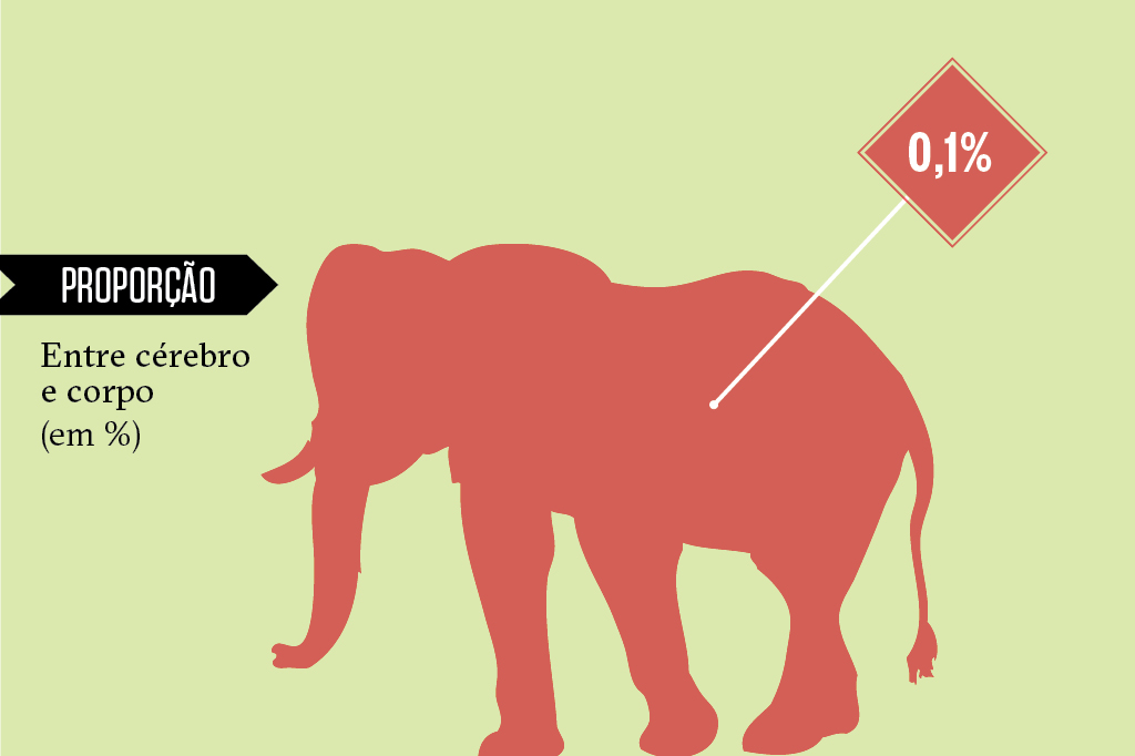 Animais superdotados: elefante Animais superdotados: elefante