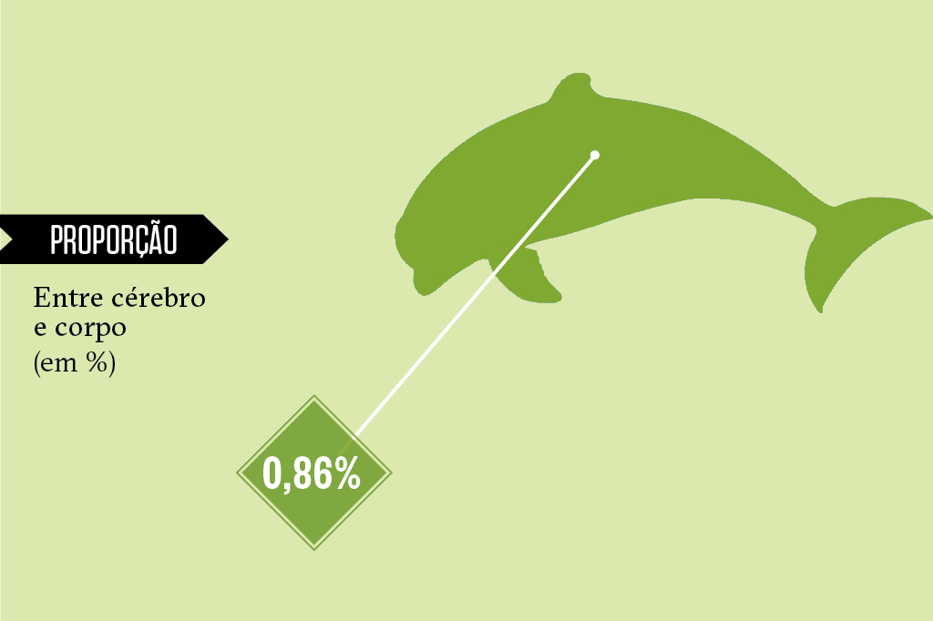 Animais superdotados: golfinho Animais superdotados: golfinho