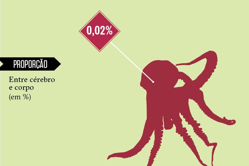 Animais superdotados: polvo Animais superdotados: polvo