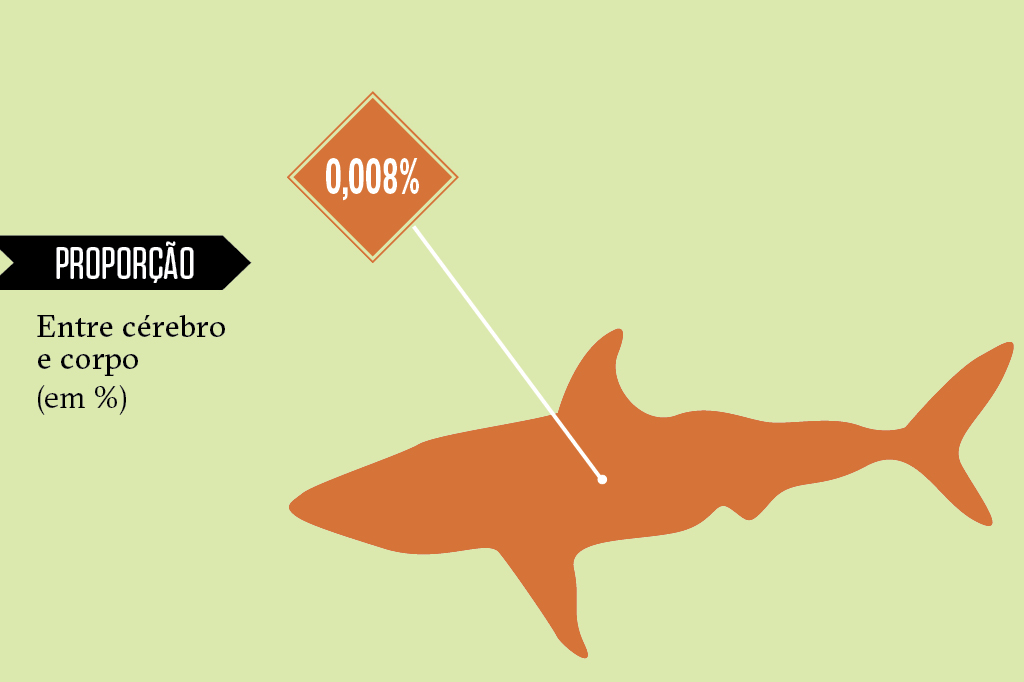 Animais superdotados: tubarão