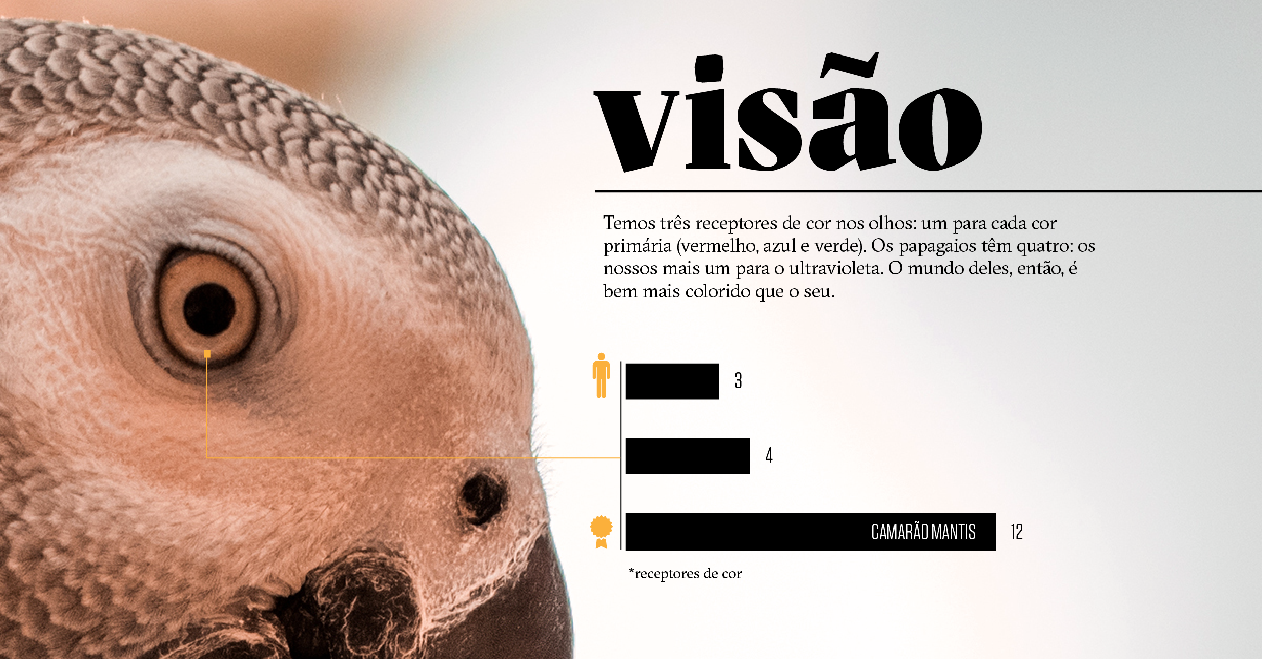 Como os animais realmente enxergam o mundo: visão