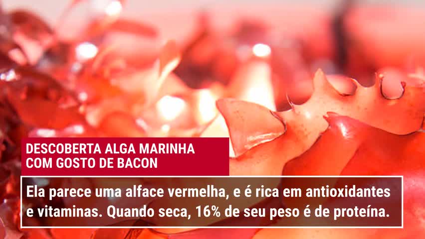 A descoberta de uma alga com gosto de bacon