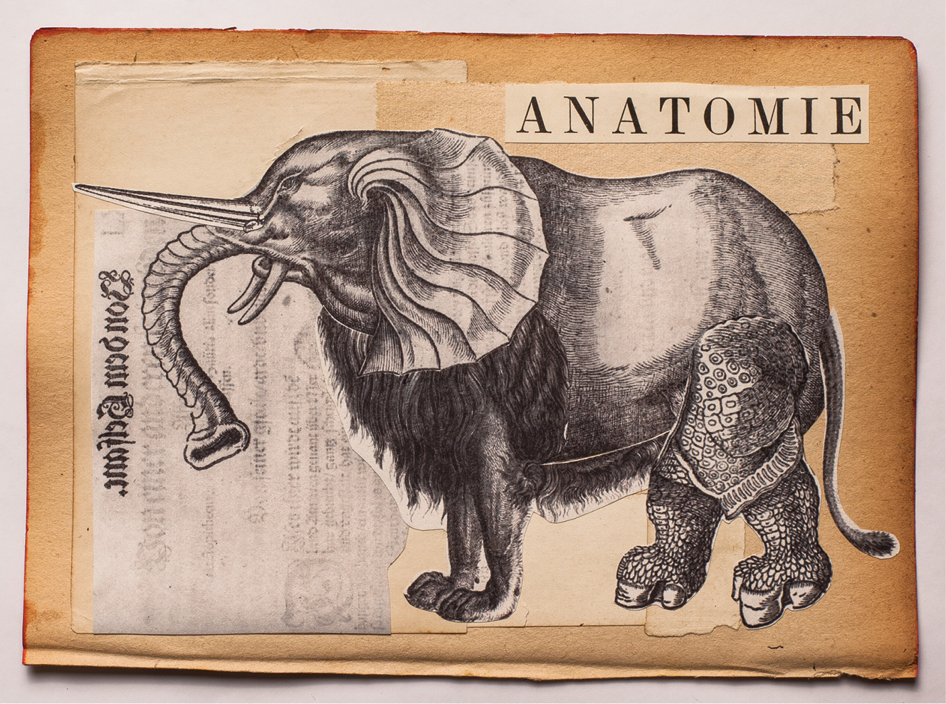 a ORIGEM DAS ESP&Eacute;CIES