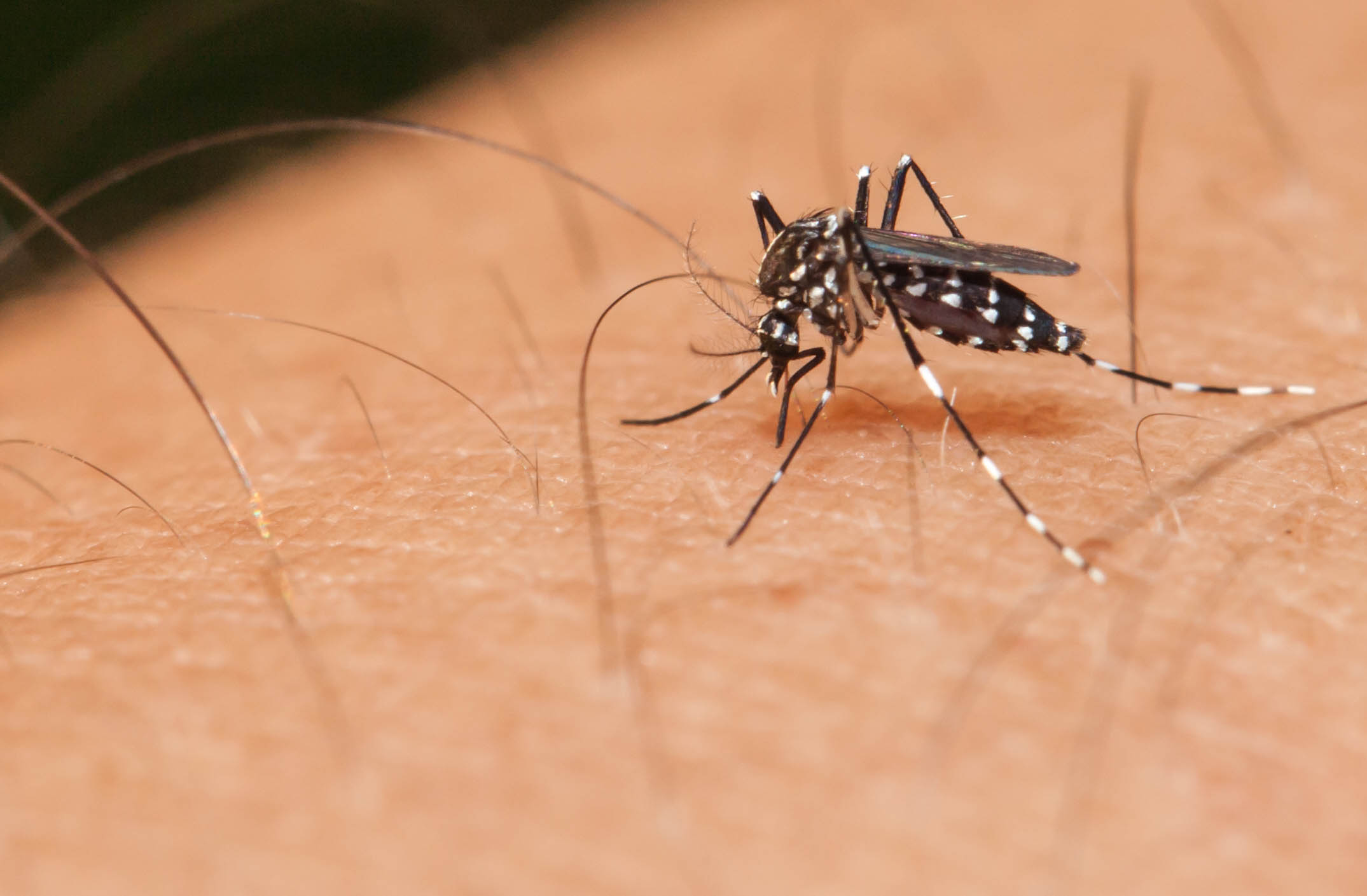 aedes aegypti