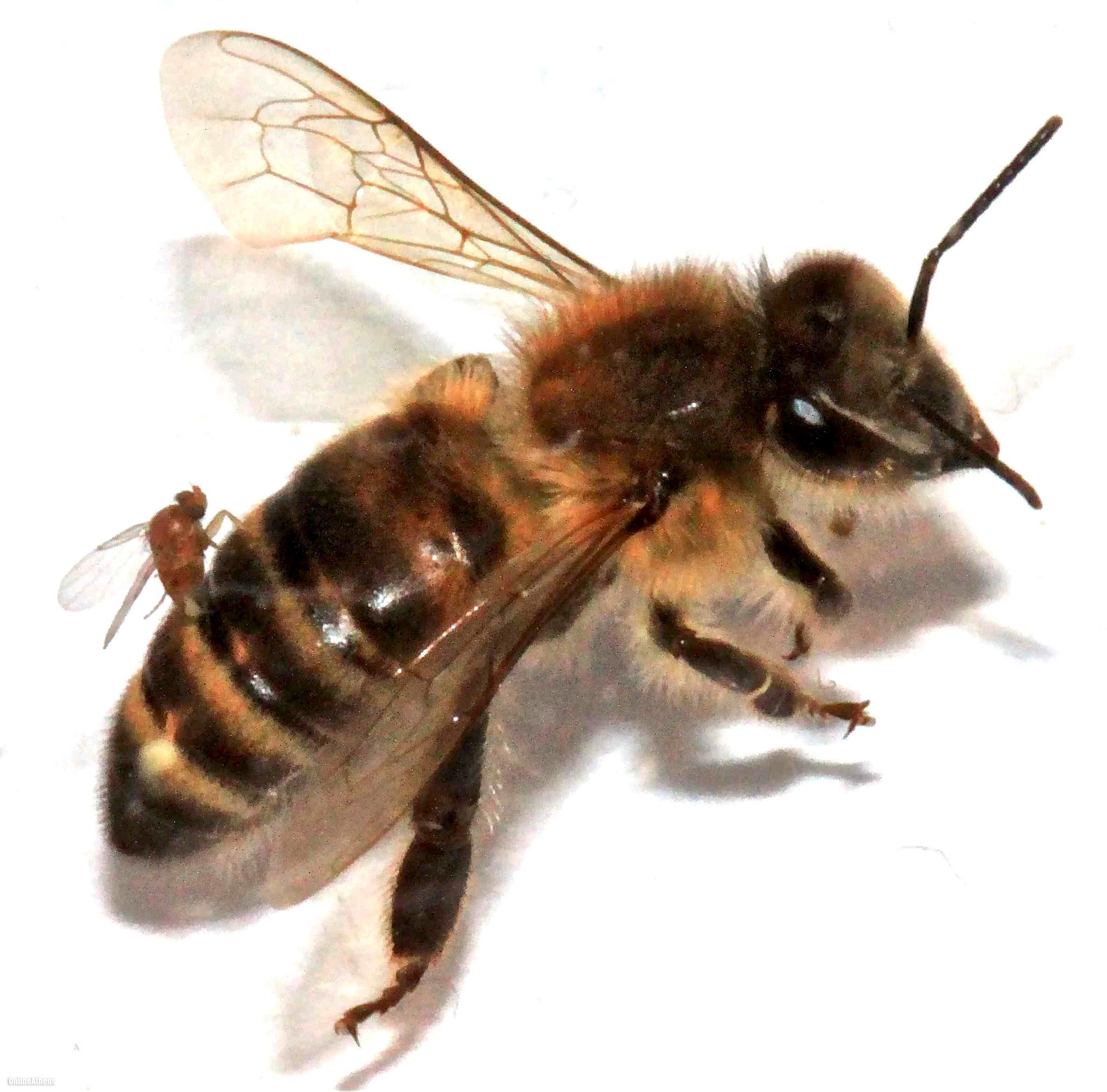 Apocephalus borealis e abelha