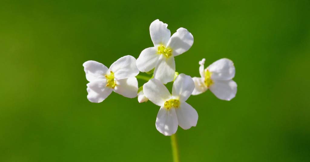 Superplanta faz mais fotossíntese