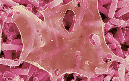 Descoberta a fonte da juventude: uma bactéria