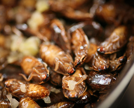 Por Que Voce Deve Comecar A Comer Insetos Super