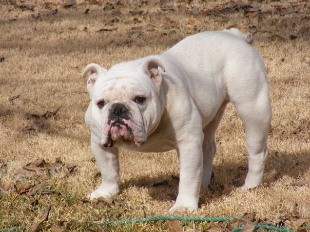 As doenças mais comuns em 10 raças de cachorro