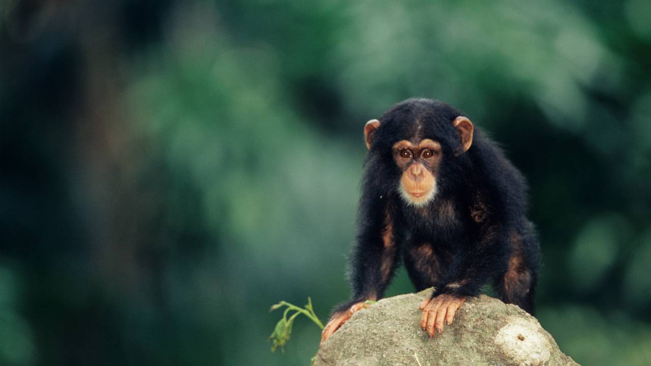 Chimpanzé