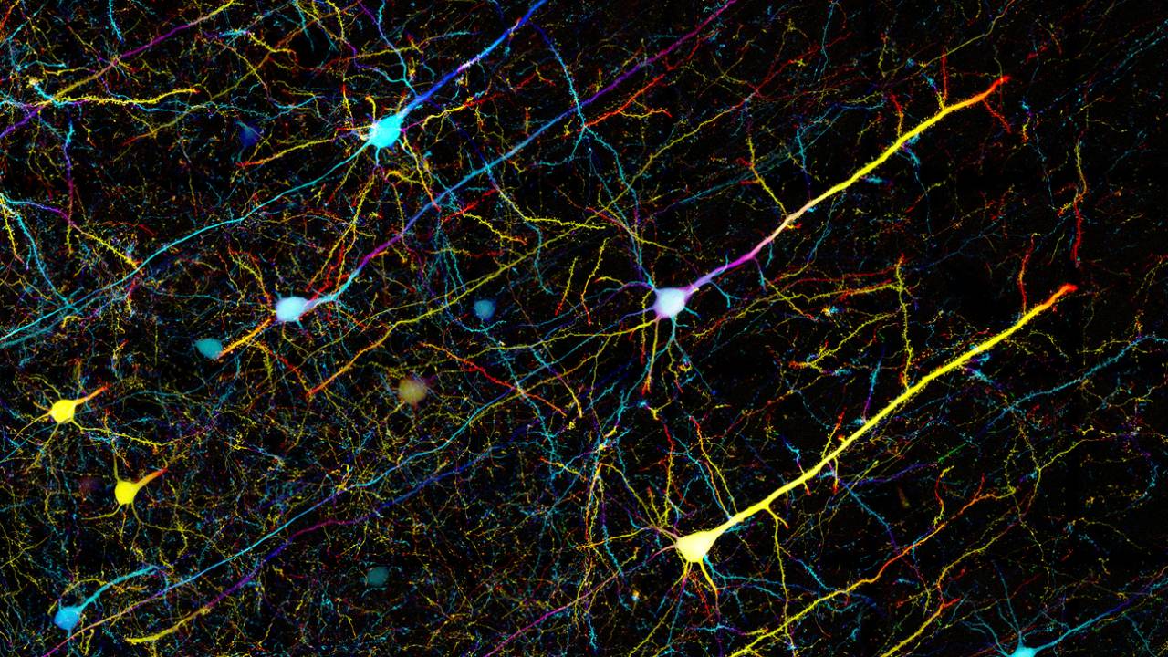 ZEISS microscopy/Flickr