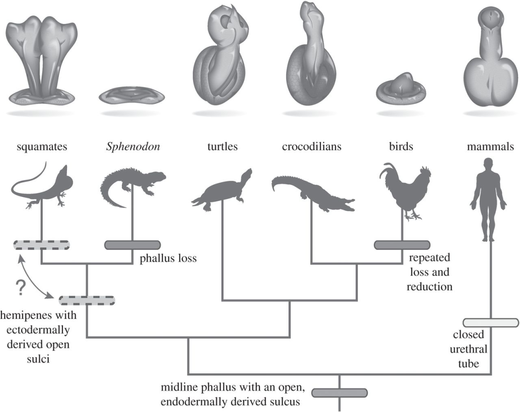 Evolução do pênis