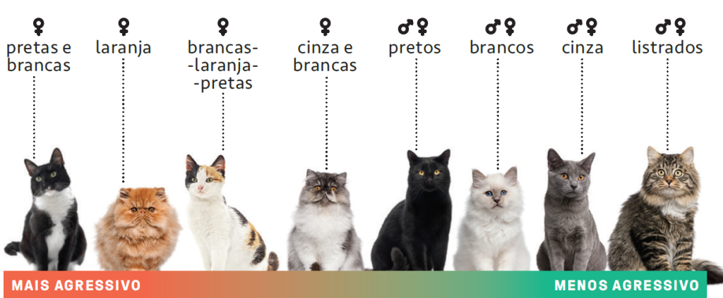 gatos info